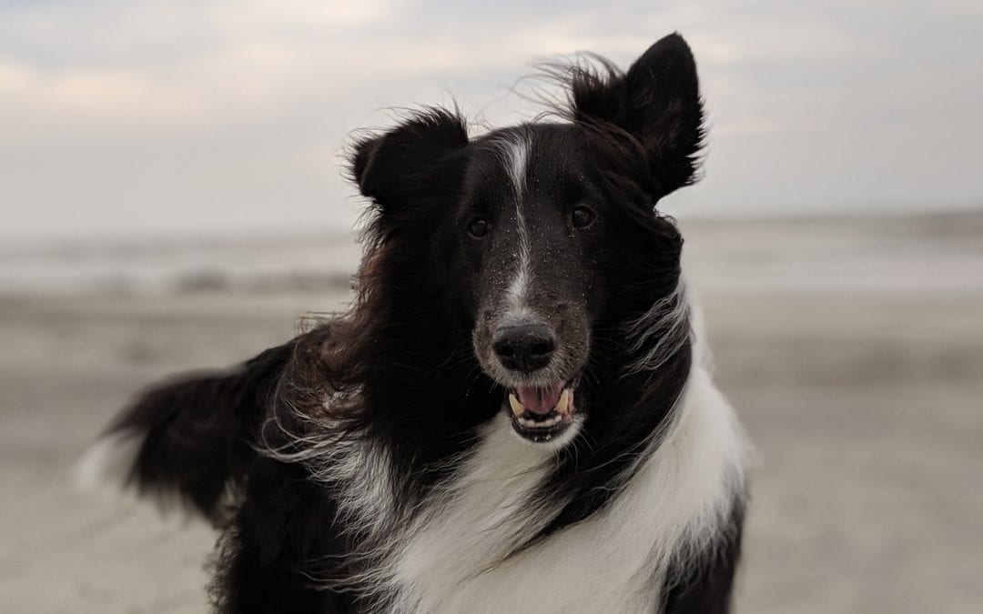 Black and white dog