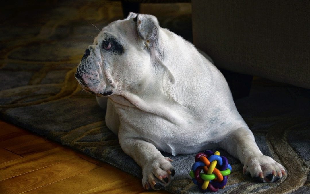 What Chew Toys Are Safe For My Pet?