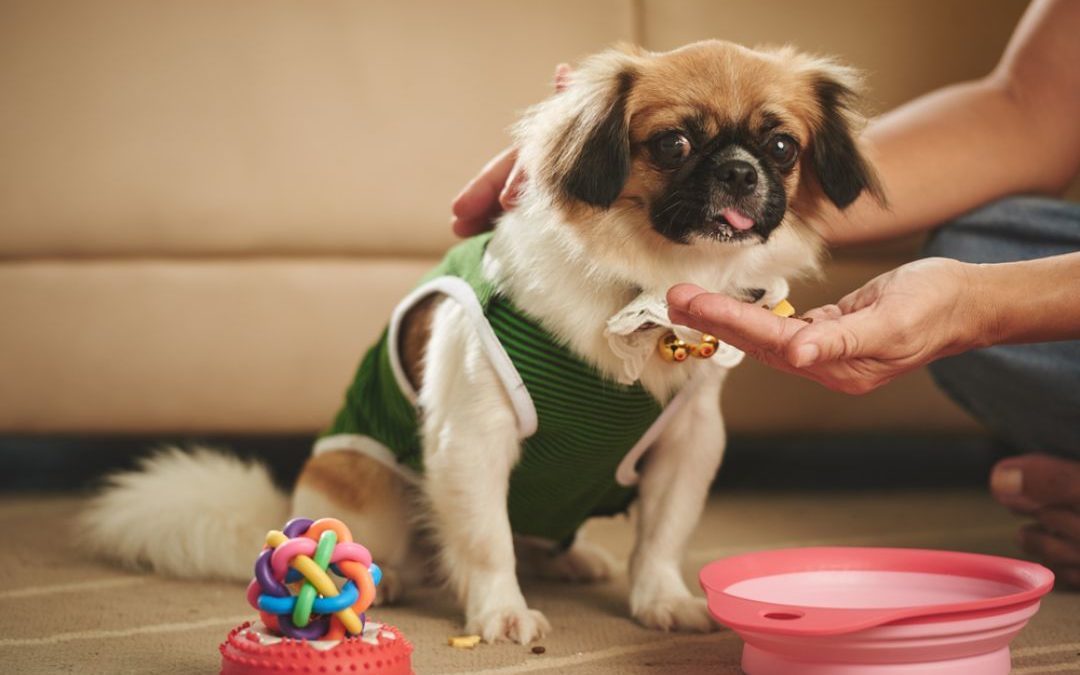 5 Secrets To Easily Medicate Your Pet