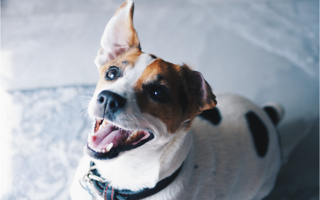The Importance of X-Rays in Pet Oral Health