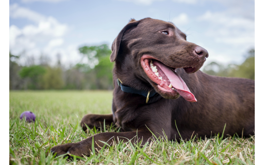 Learn About Your Pets Springtime Skin Allergies