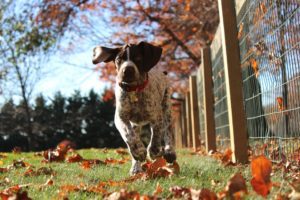 German shorthaired pointer puppy running through leaves by a wire fence.