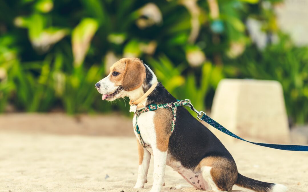 how-to-avoid-pet-hazards-when-walking-your-dog