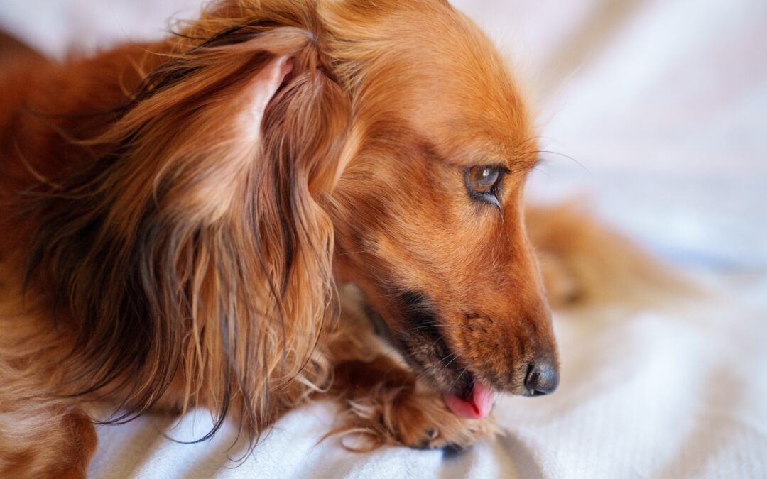 Treating Hot Spots in Pets