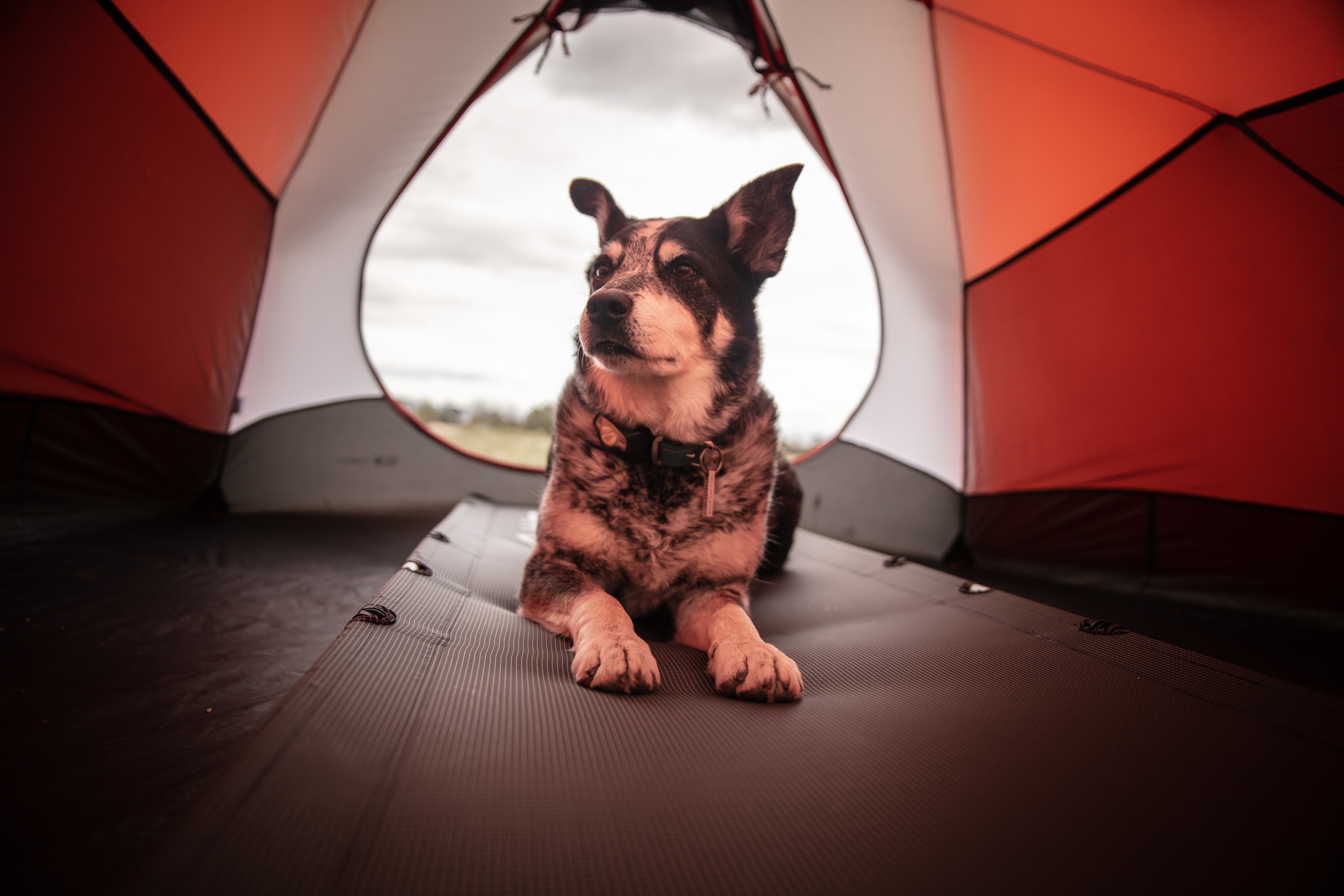 Important Advice for Camping with Pets