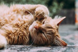 Orange cat lying on its back