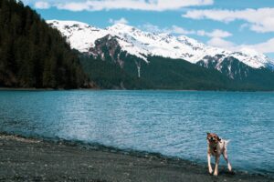 Dog looking happy at the shore of a lake with snowy mountains in the background