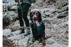 Dark brown lab with tongue out on a hike