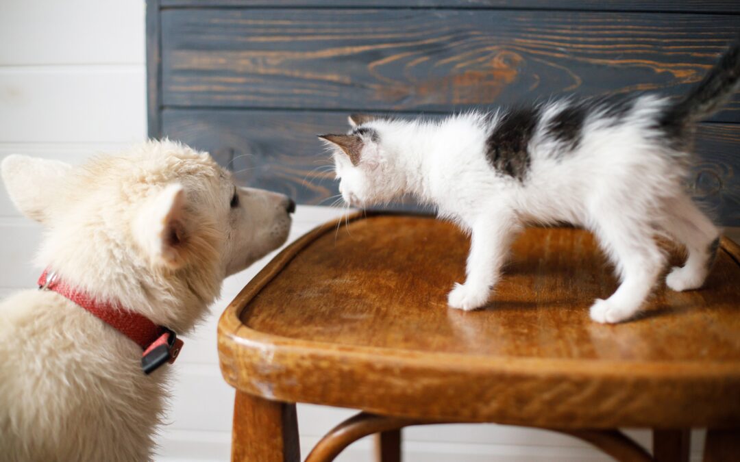 Welcoming New Pets: Expert Tips for a Happy Introduction