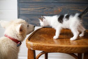 Puppy and kitten sniffing each other