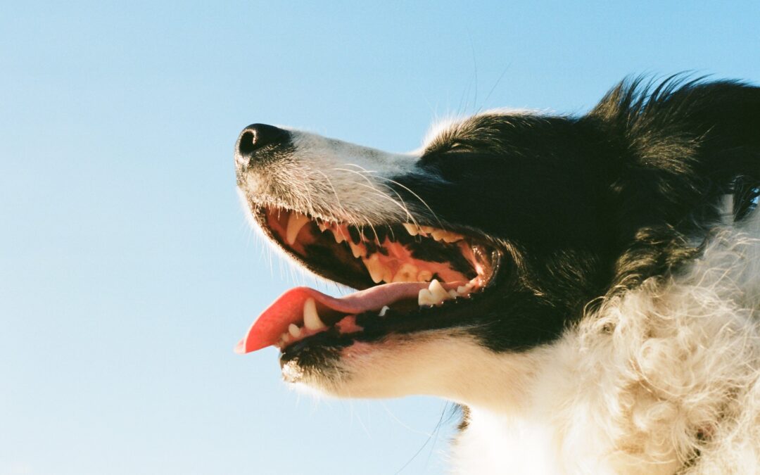 Your Guide to Canine Dental Wellness