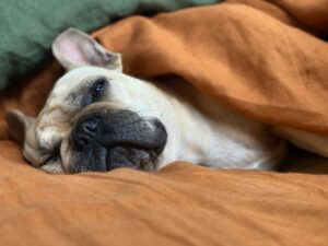 Tan French Bulldog lying down on burnt orange sheets