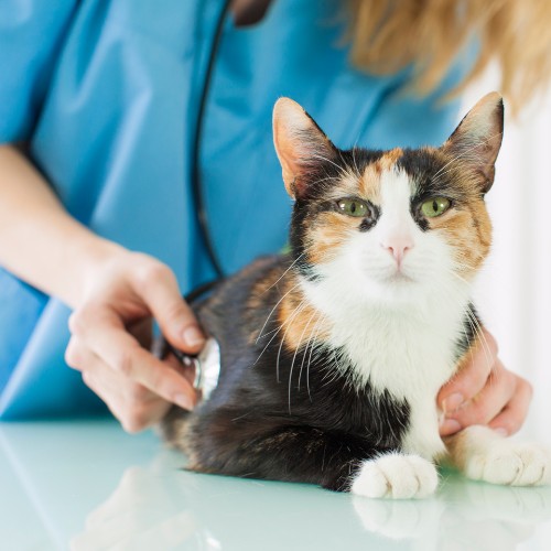 a vet examines a cat with a stethoscope