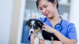 a vet gently holding a dog