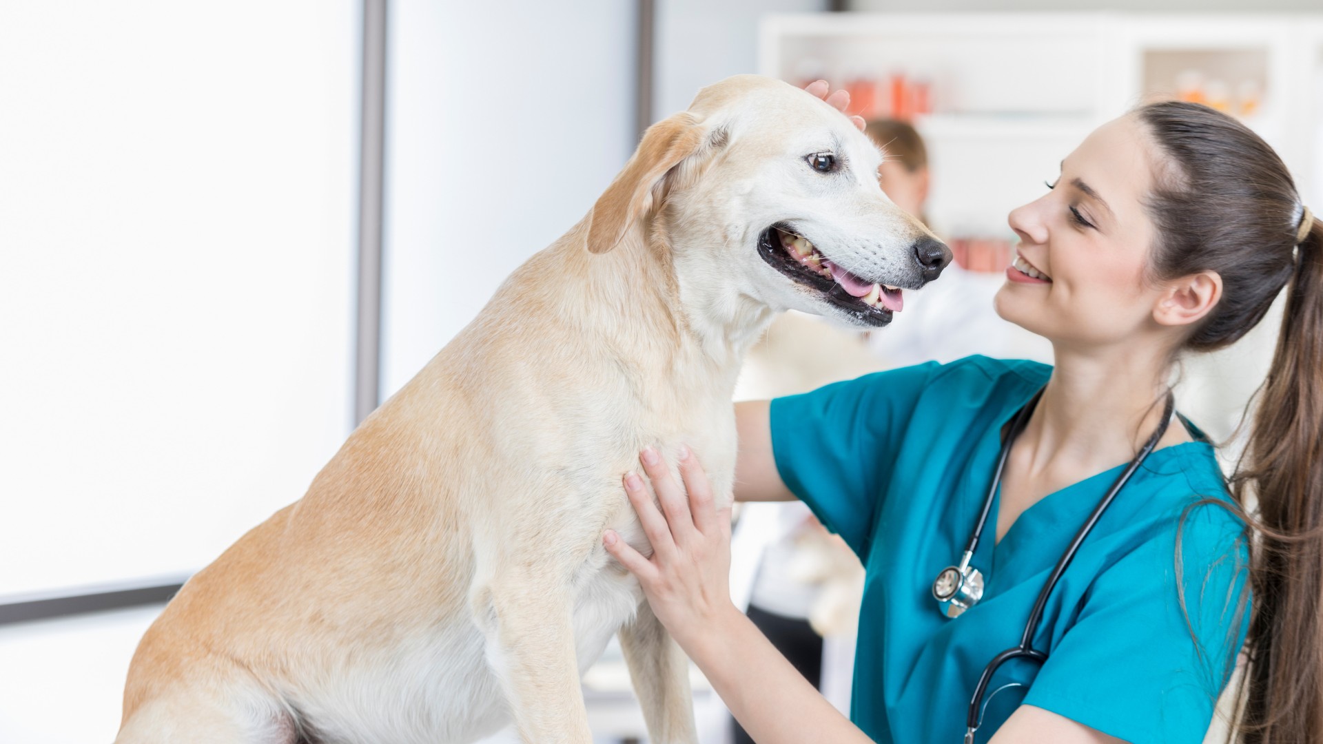 a veterinarian examines a dog