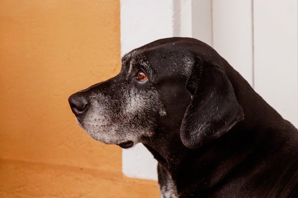 Senior Pet Emergencies: Know the Warning Signs