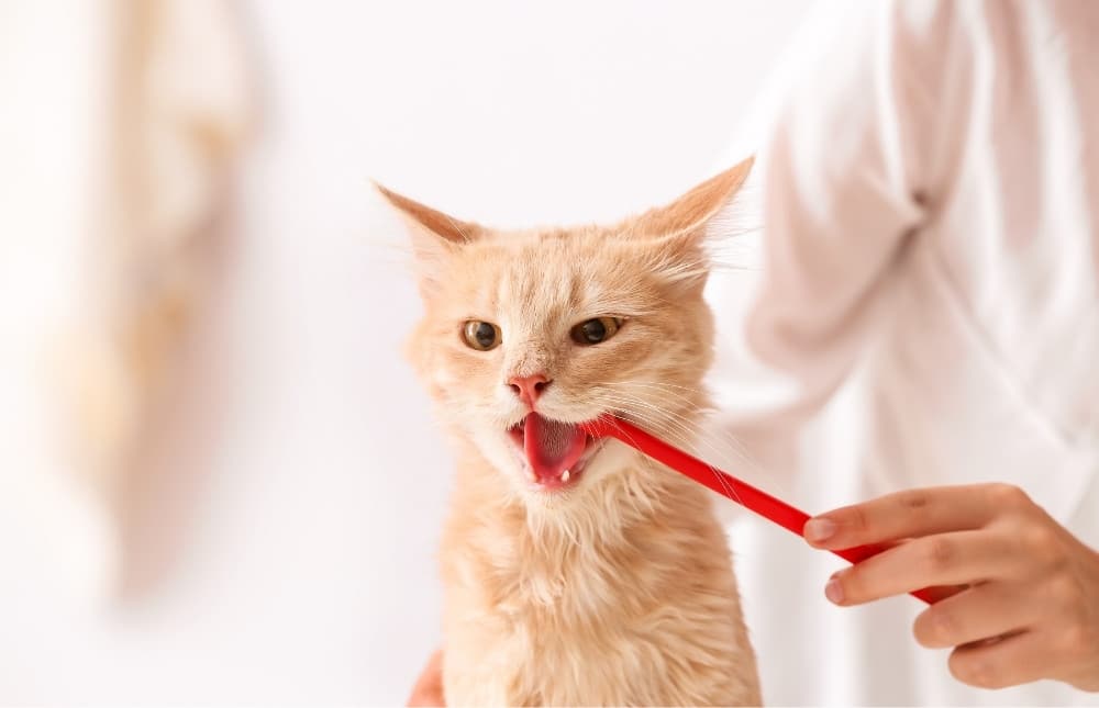 a veterinarian gently cradles a cat in his arms