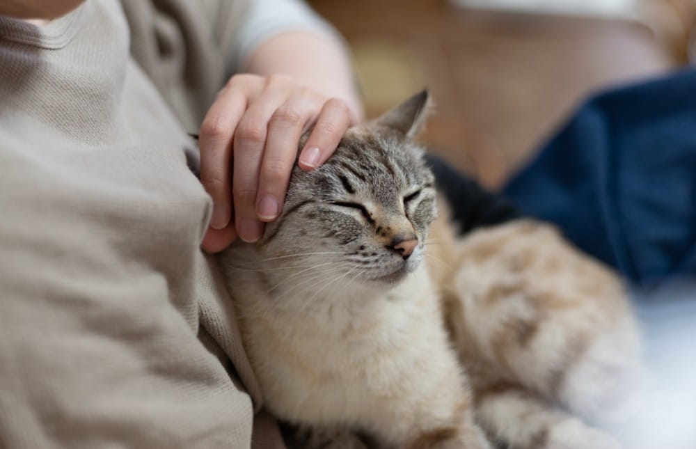 a veterinarian gently cradles a cat in his arms