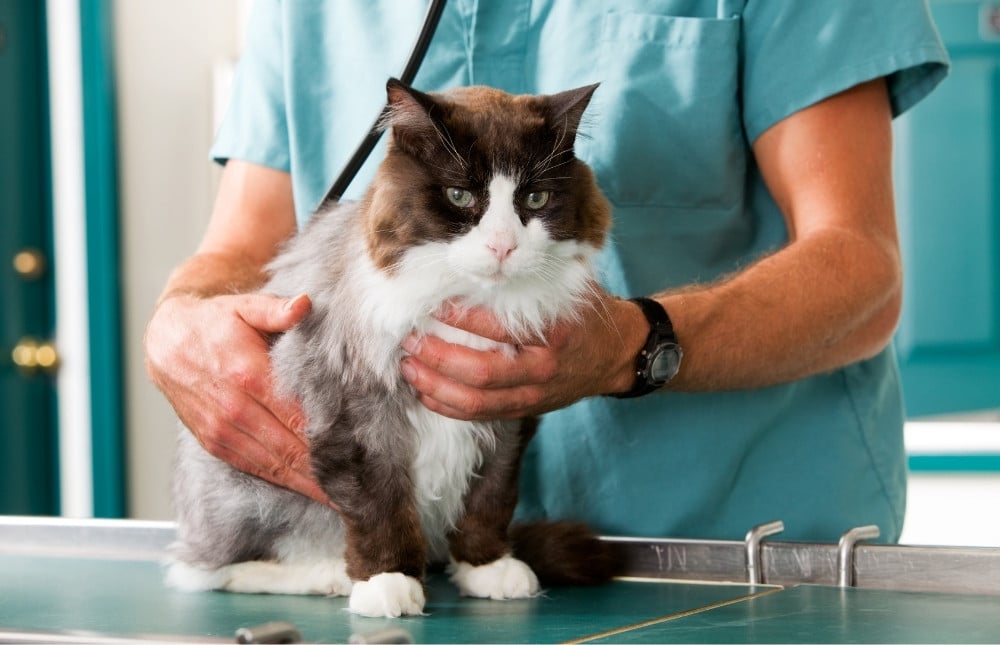 a veterinarian gently cradles a cat in his arms