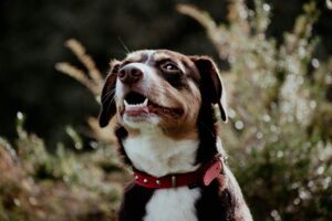 Brown and white dog smiling