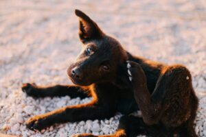 A black puppy lying on rocky ground, scratching its ear with its paw, with a warm golden glow from the sunlight highlighting its fur