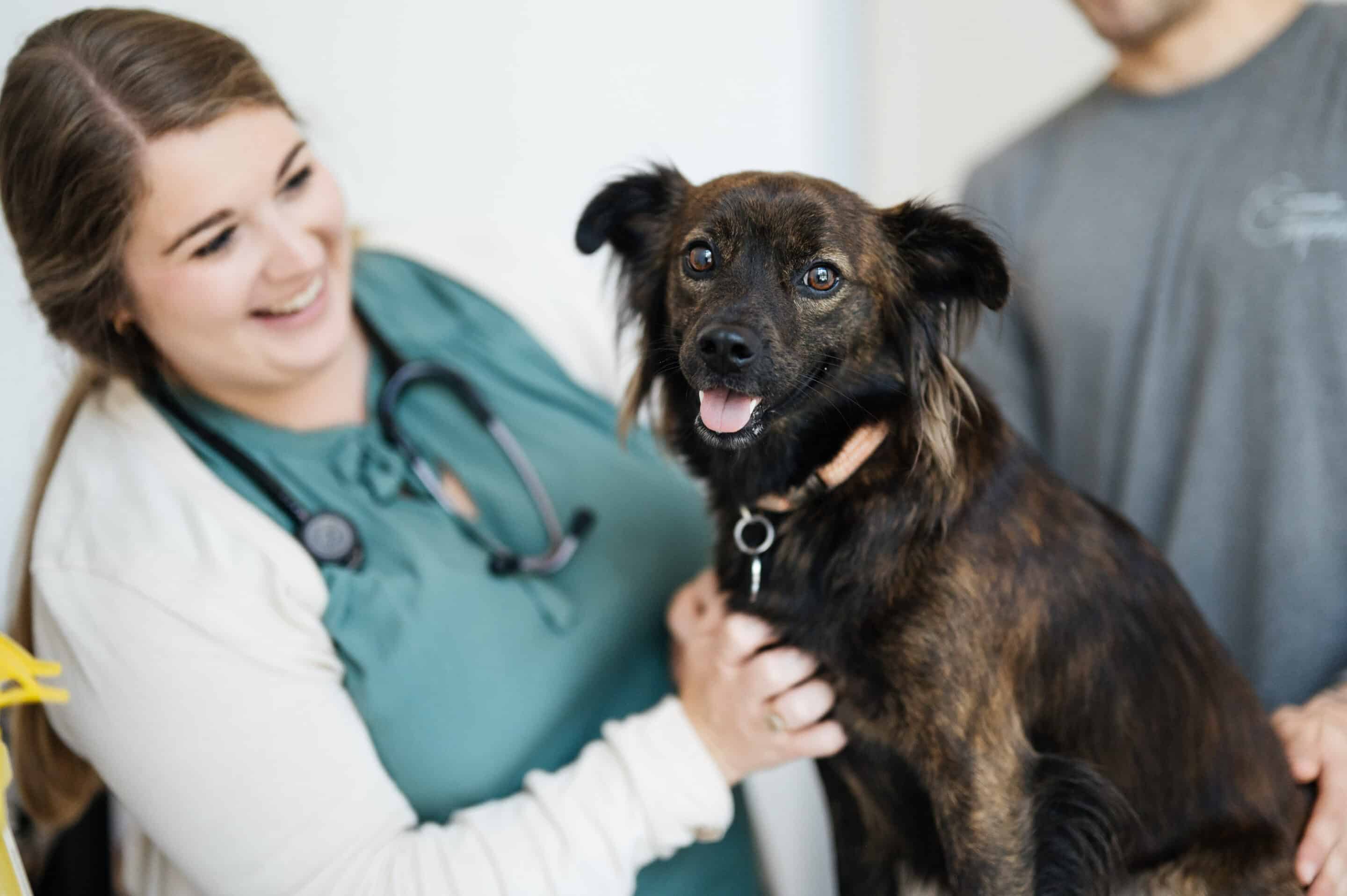 Vet examining a dog with its owner standing behind it