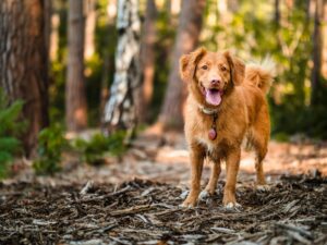 Golden-brown dog standing on a forest floor, with trees in the background and its tongue out