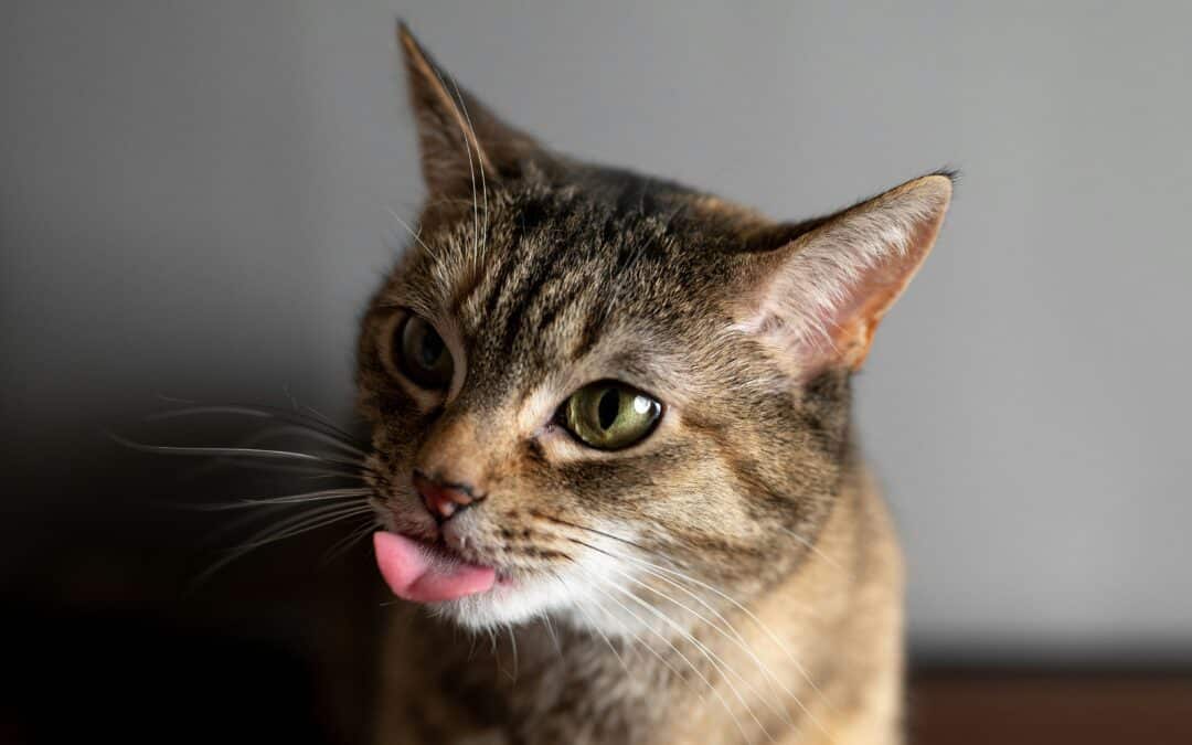 June Cat Care Checklist: Summer Wellness for Your Furry Friend
