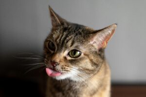 Close-up of a brown tabby cat with its tongue sticking out